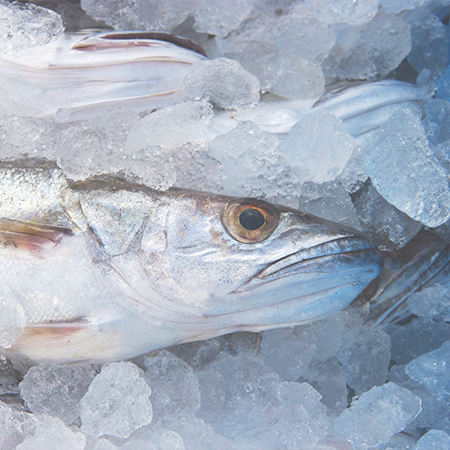 Versión de Sofygest Xeon para Comercializadoras de Pescado